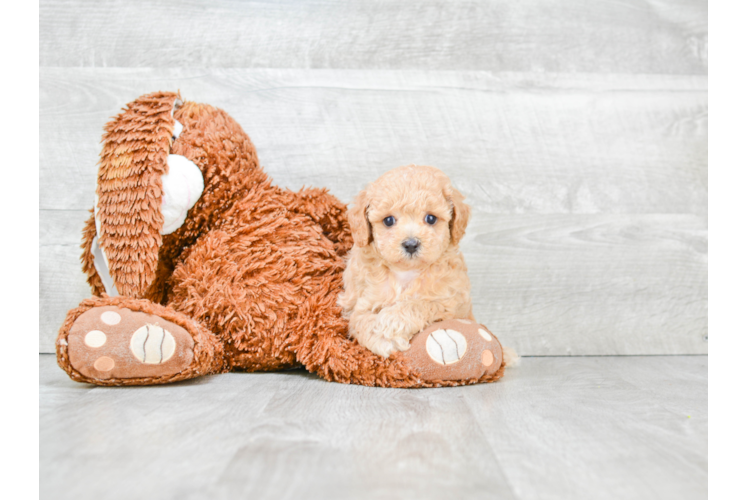 Adorable Cavoodle Poodle Mix Puppy