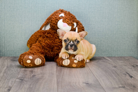 French Bulldog Pup Being Cute