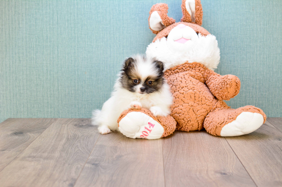 Cute Pomeranian Purebred Puppy