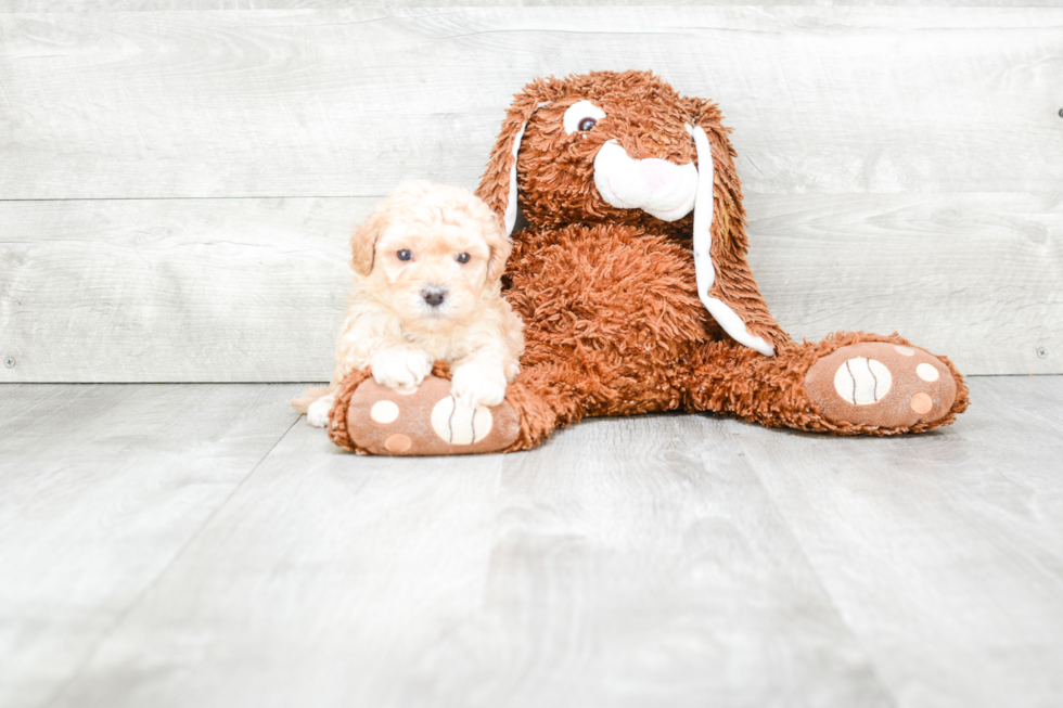 Best Havanese Baby