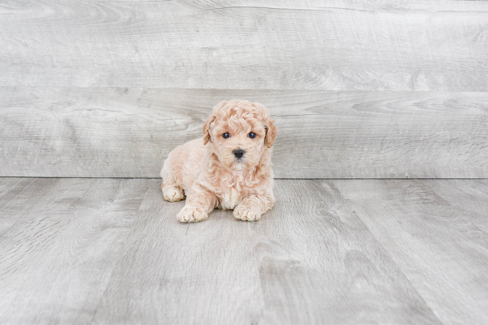 Best Maltipoo Baby