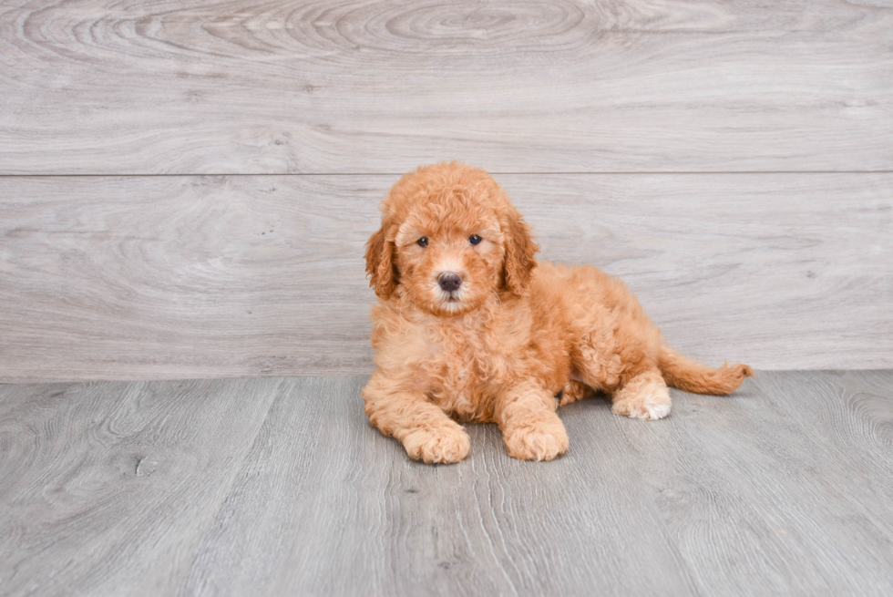 Mini Goldendoodle Pup Being Cute