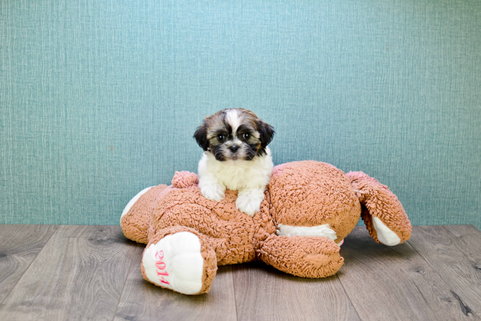 Fluffy Teddy Bear Designer Pup