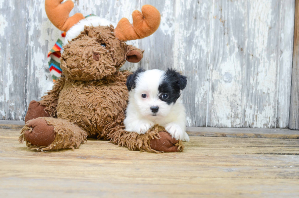 Teddy Bear Pup Being Cute