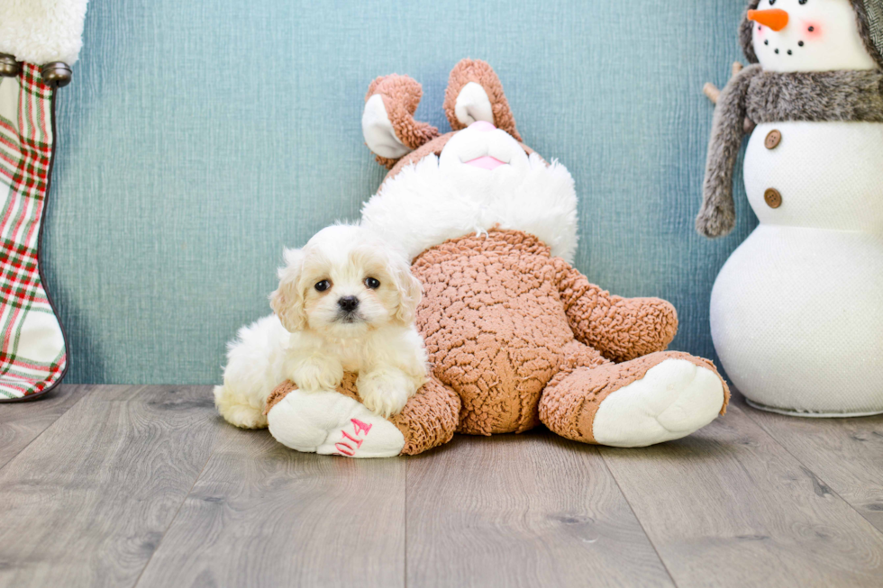 Funny Cavachon Designer Pup