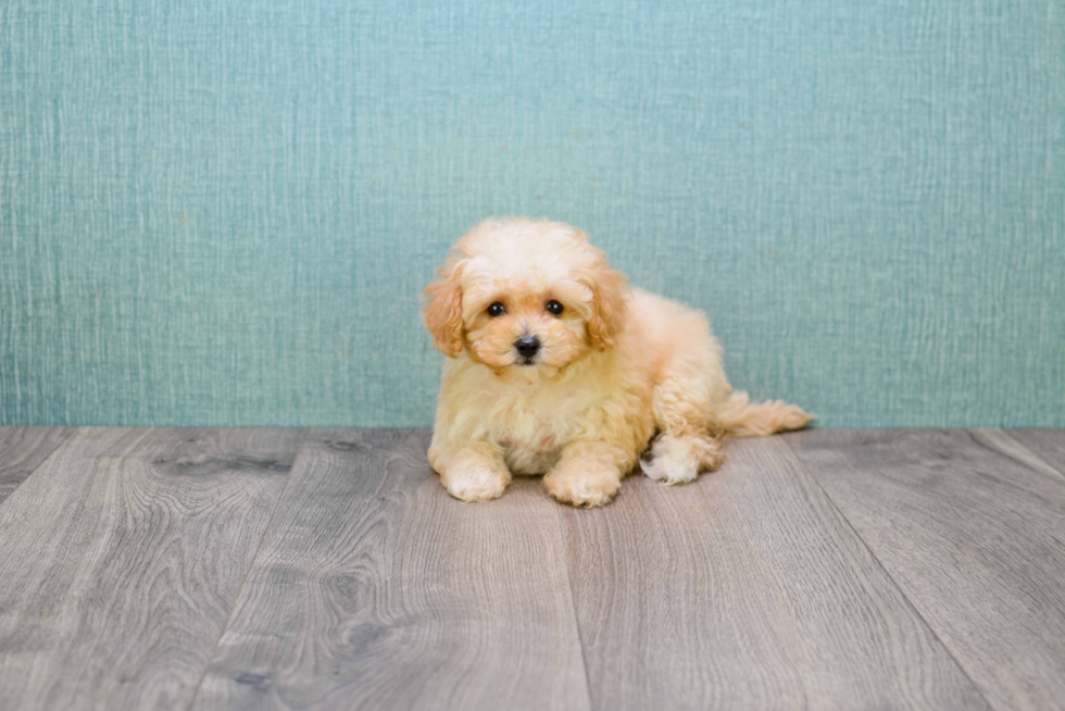 Maltipoo Pup Being Cute