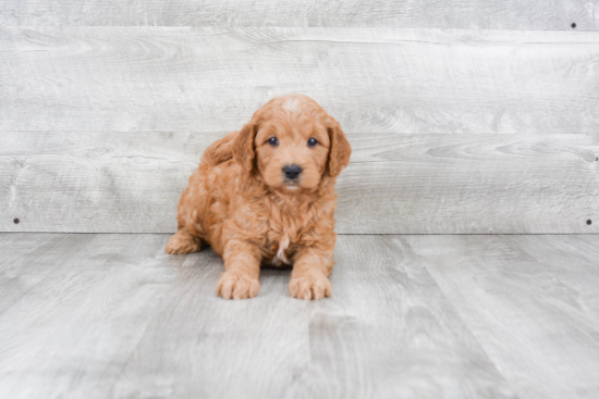 Best Mini Goldendoodle Baby