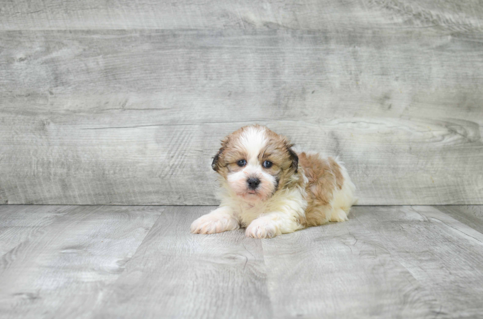 Teddy Bear Pup Being Cute