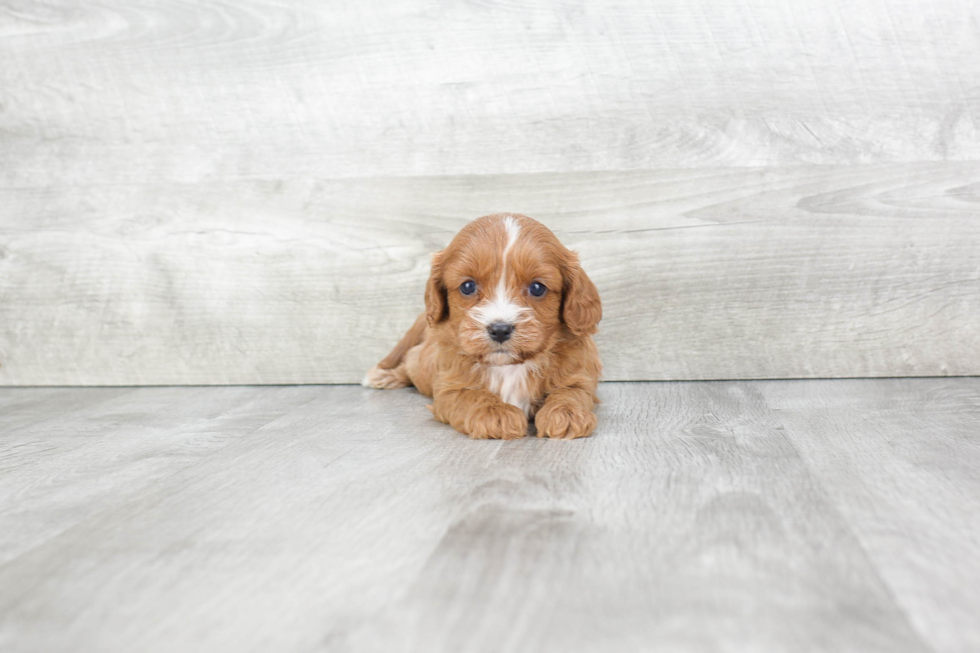 Best Cavapoo Baby