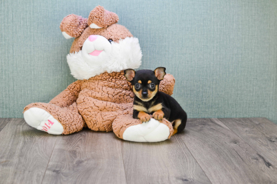 Cute Chihuahua Baby