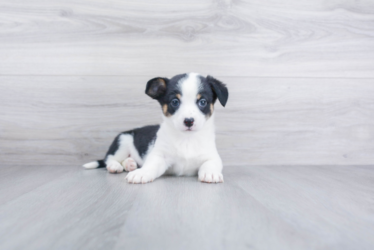 Cute Cowboy Corgi Mix Puppy