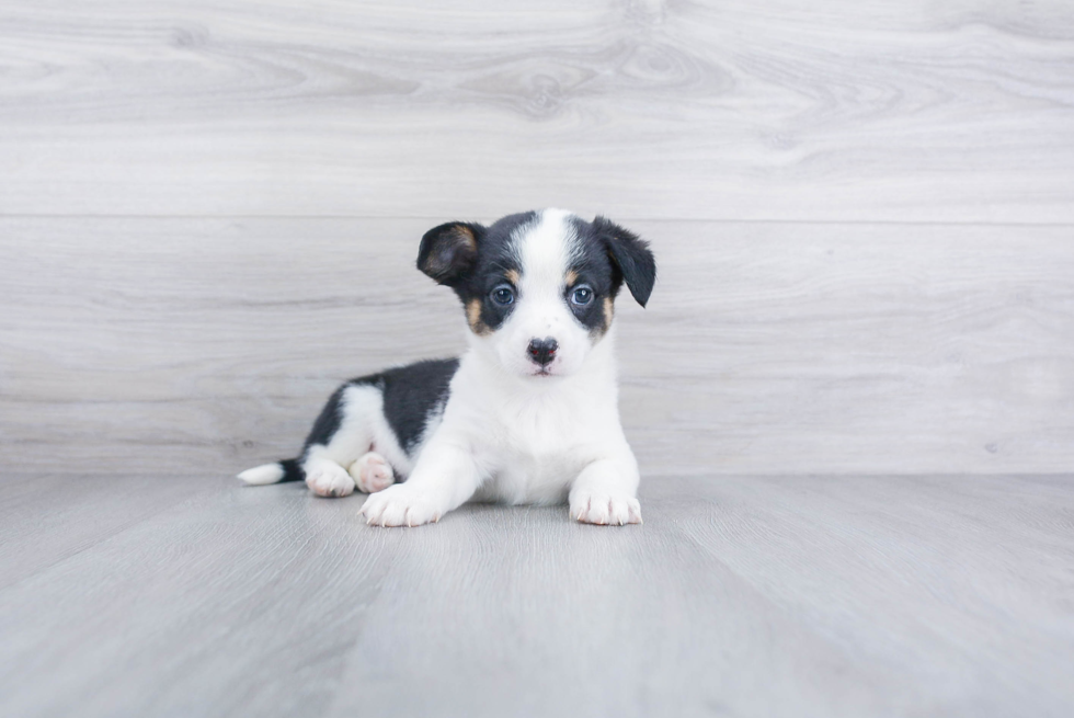 Cute Cowboy Corgi Mix Puppy
