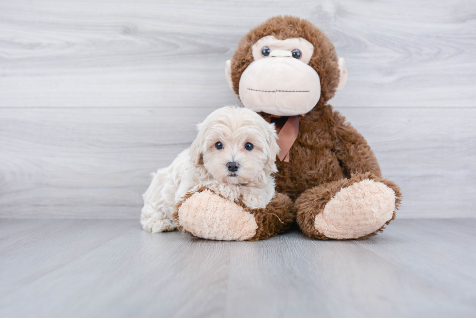 Cute Maltipoo Baby