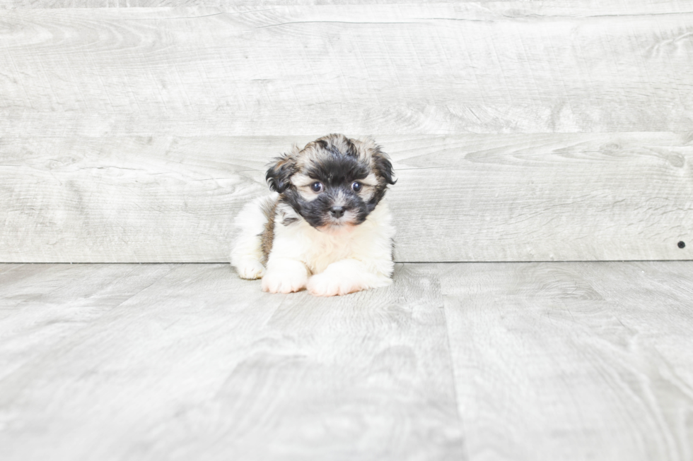 Little Havanese Baby