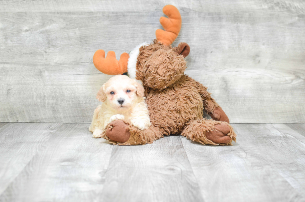 Maltipoo Pup Being Cute