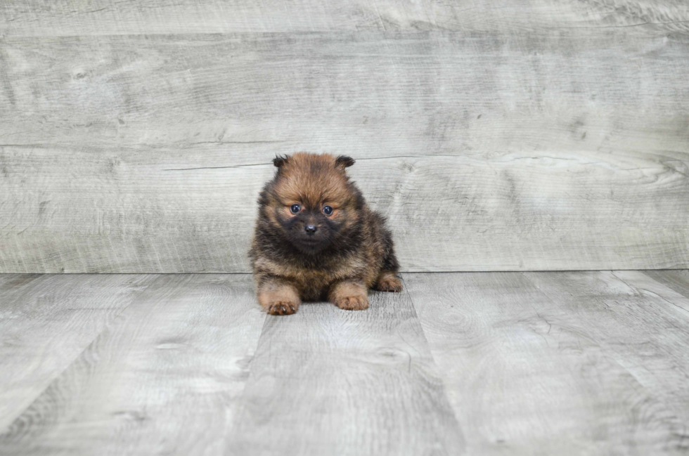 Funny Pomeranian Purebred Pup