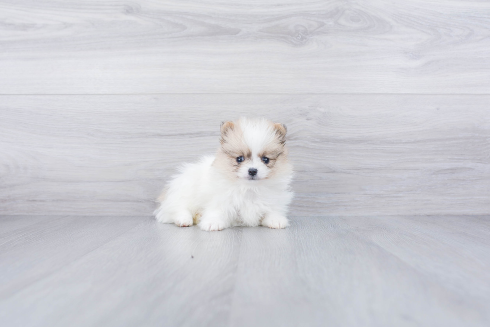 Pomeranian Puppy for Adoption