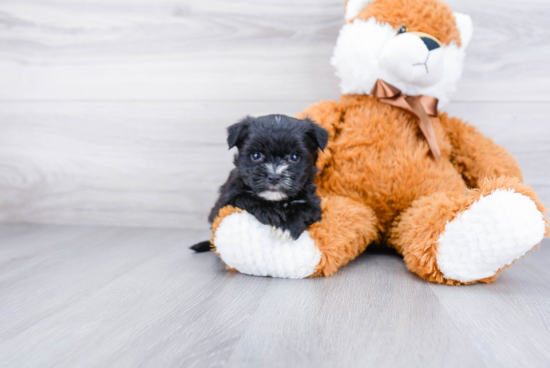 Morkie Pup Being Cute