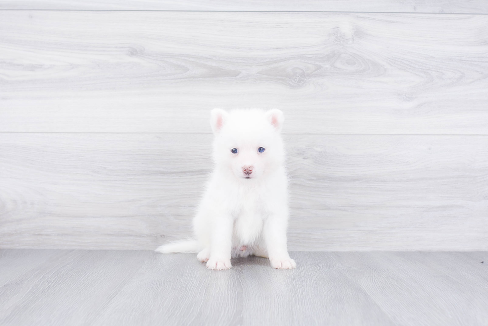 Pomsky Pup Being Cute