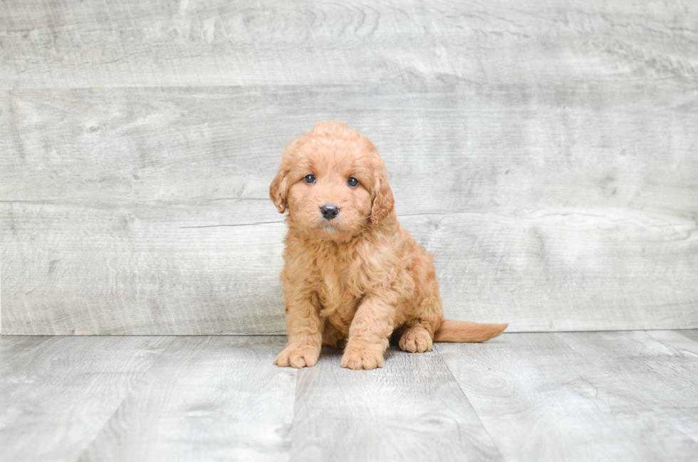 Mini Goldendoodle Puppy for Adoption