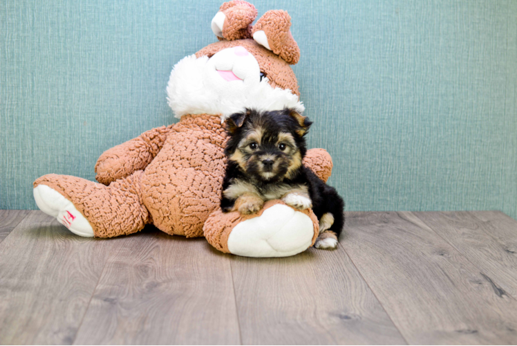 Hypoallergenic Yorkie Designer Puppy