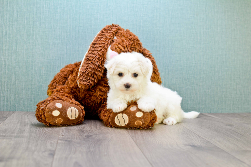 Maltipoo Pup Being Cute