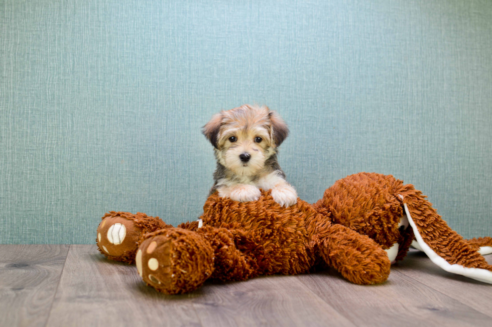 Cute Morkie Baby