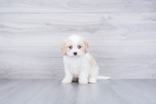 Cavachon Puppy for Adoption