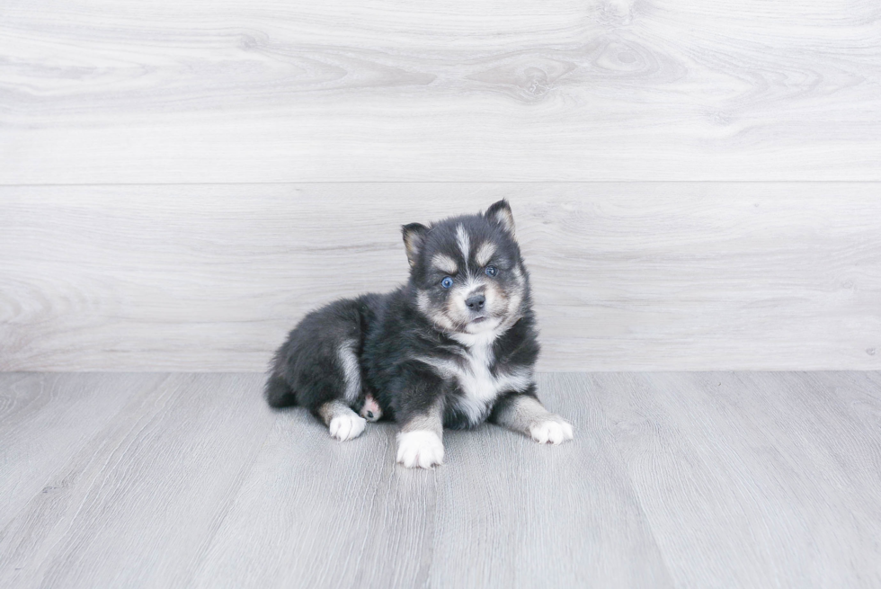 Funny Pomsky Designer Pup