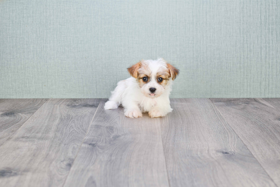 Petite Teddy Bear Designer Pup
