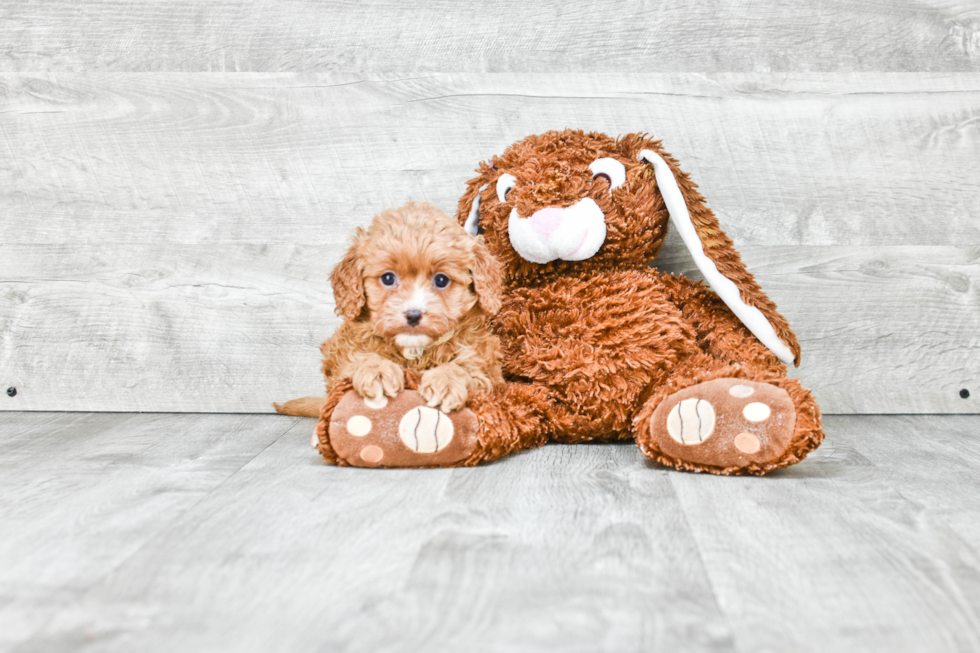 Smart Cavapoo Poodle Mix Pup