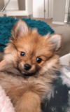 Pomeranian Being Cute