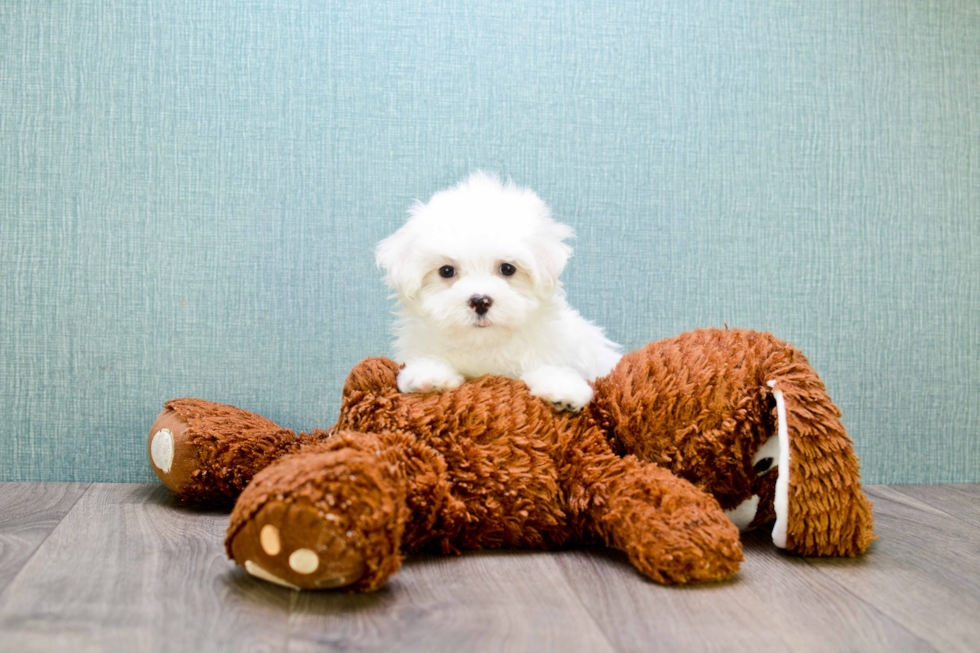 Happy Maltese Purebred Puppy