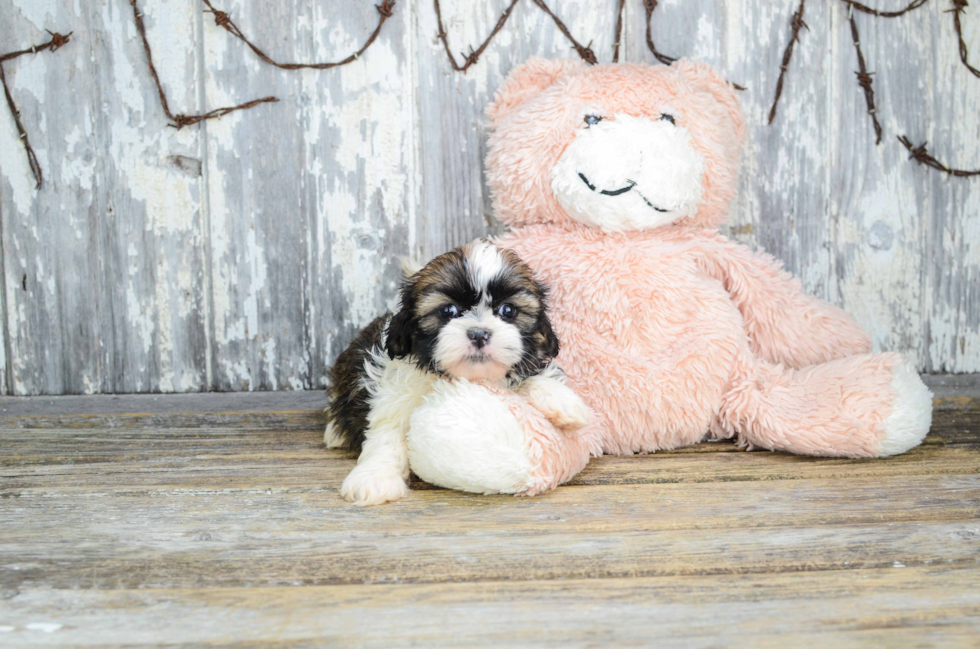 Teddy Bear Pup Being Cute