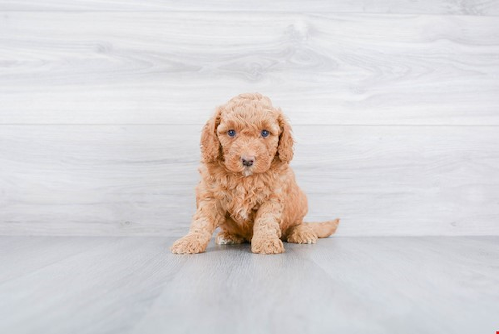 Happy Mini Goldendoodle Baby