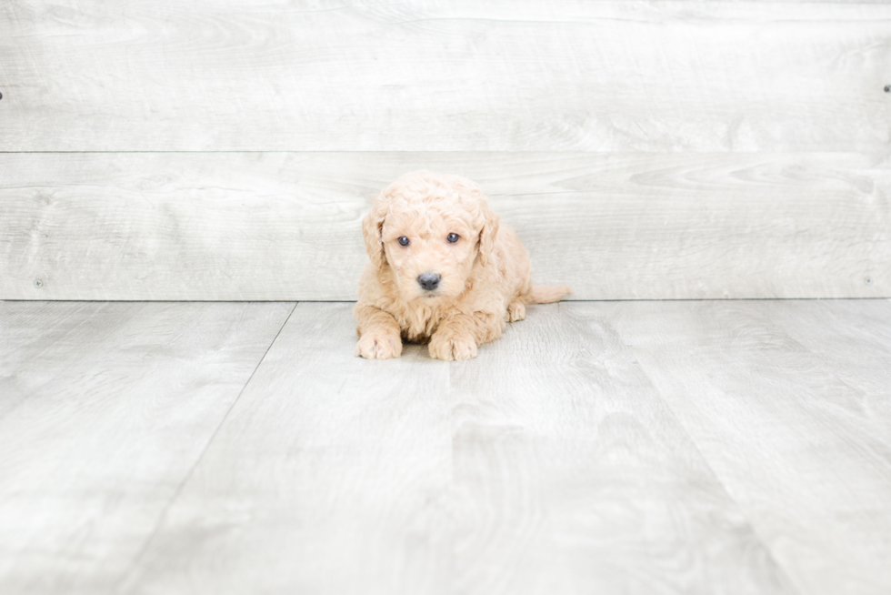 Mini Goldendoodle Pup Being Cute