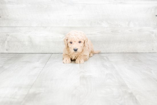 Mini Goldendoodle Pup Being Cute