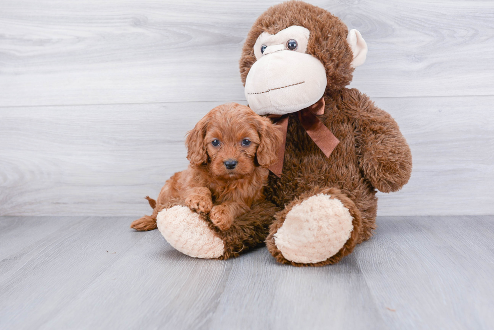 Cavapoo Puppy for Adoption