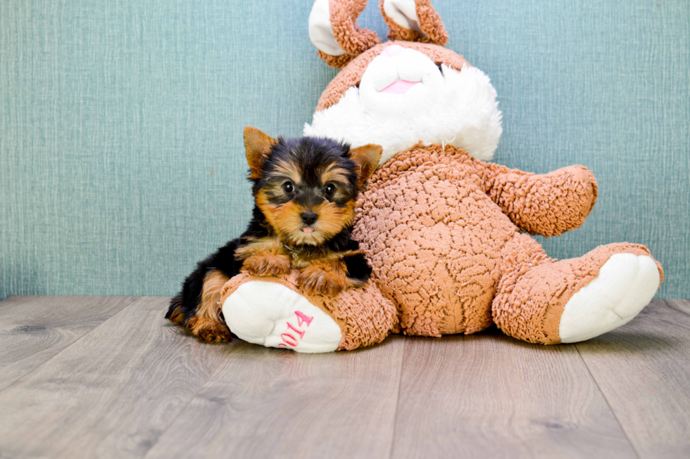 Meet Rocky - our Yorkshire Terrier Puppy Photo 