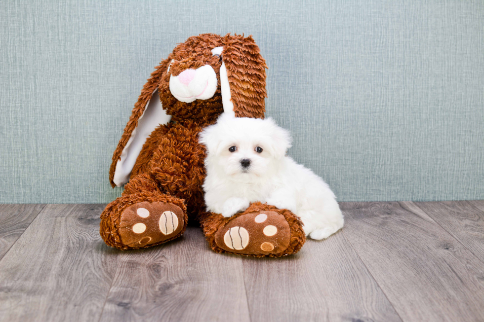 Hypoallergenic Maltese Baby