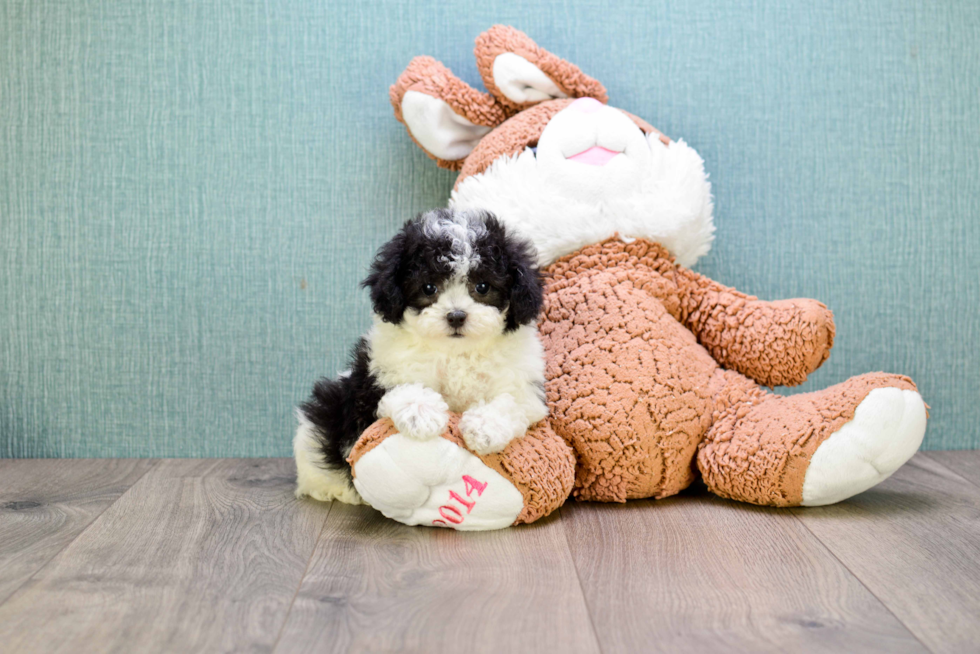 Funny Poodle Purebred Pup