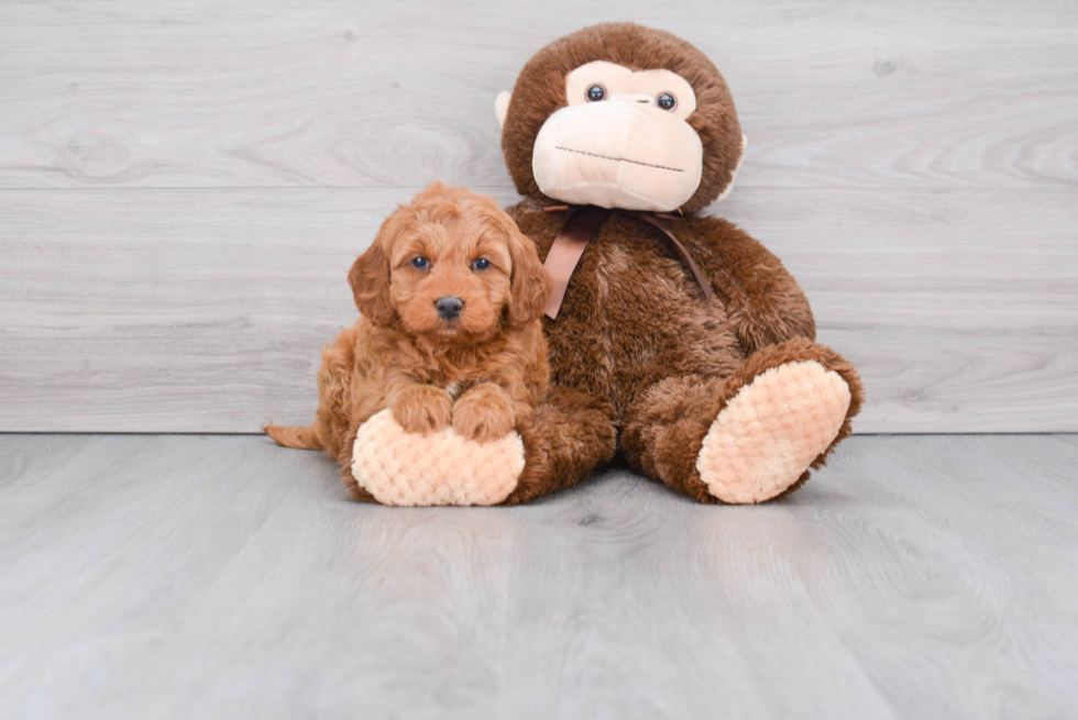 Small Mini Goldendoodle Baby