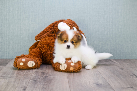 Popular Pomeranian Purebred Pup