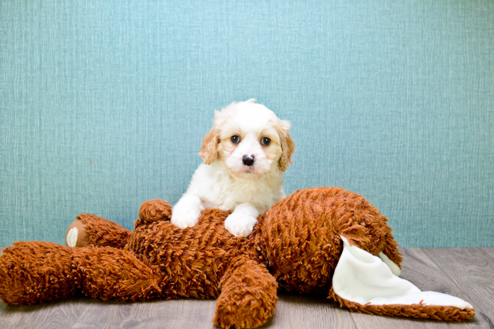 Playful Cavalier Designer Puppy