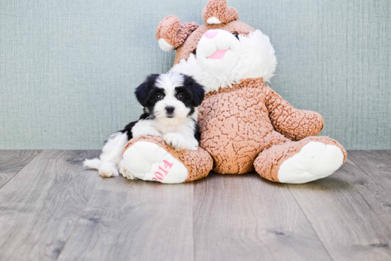 Morkie Pup Being Cute