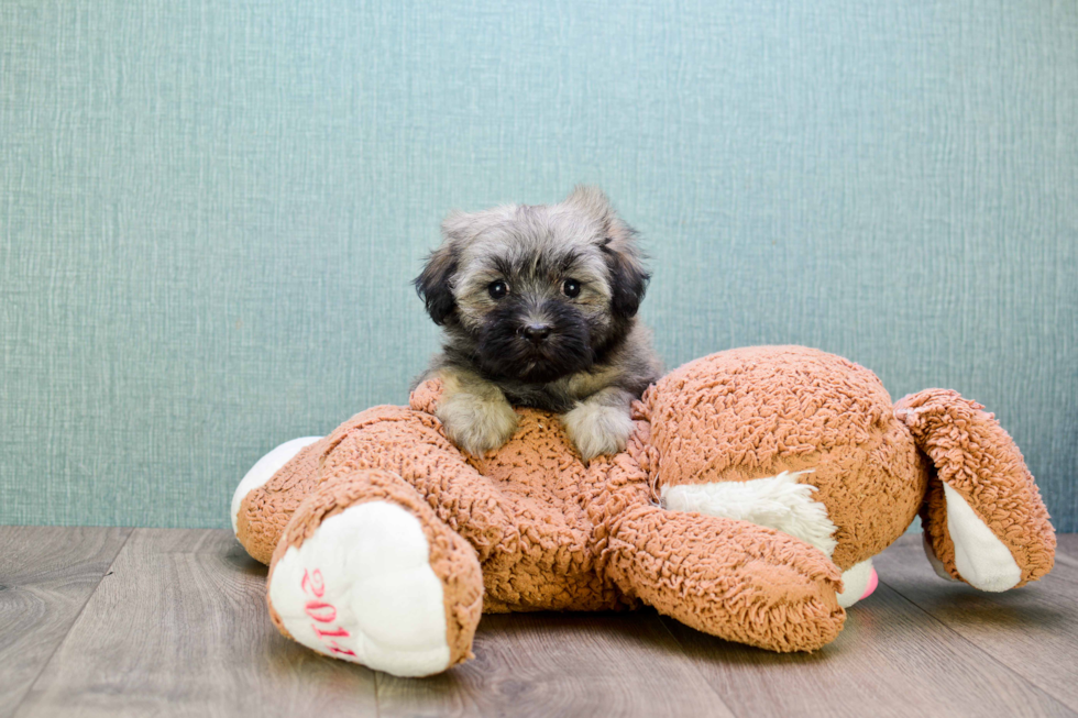 Cute Havanese Purebred Puppy