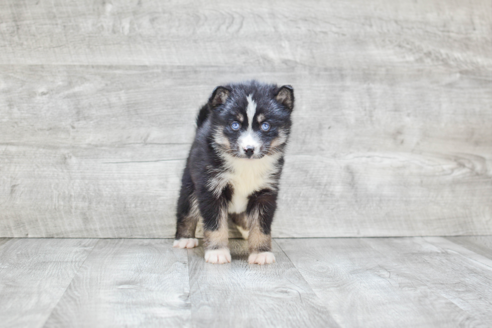 Little Mini Husky Designer Puppy