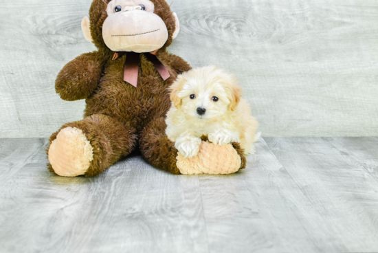 Sweet Maltipoo Baby