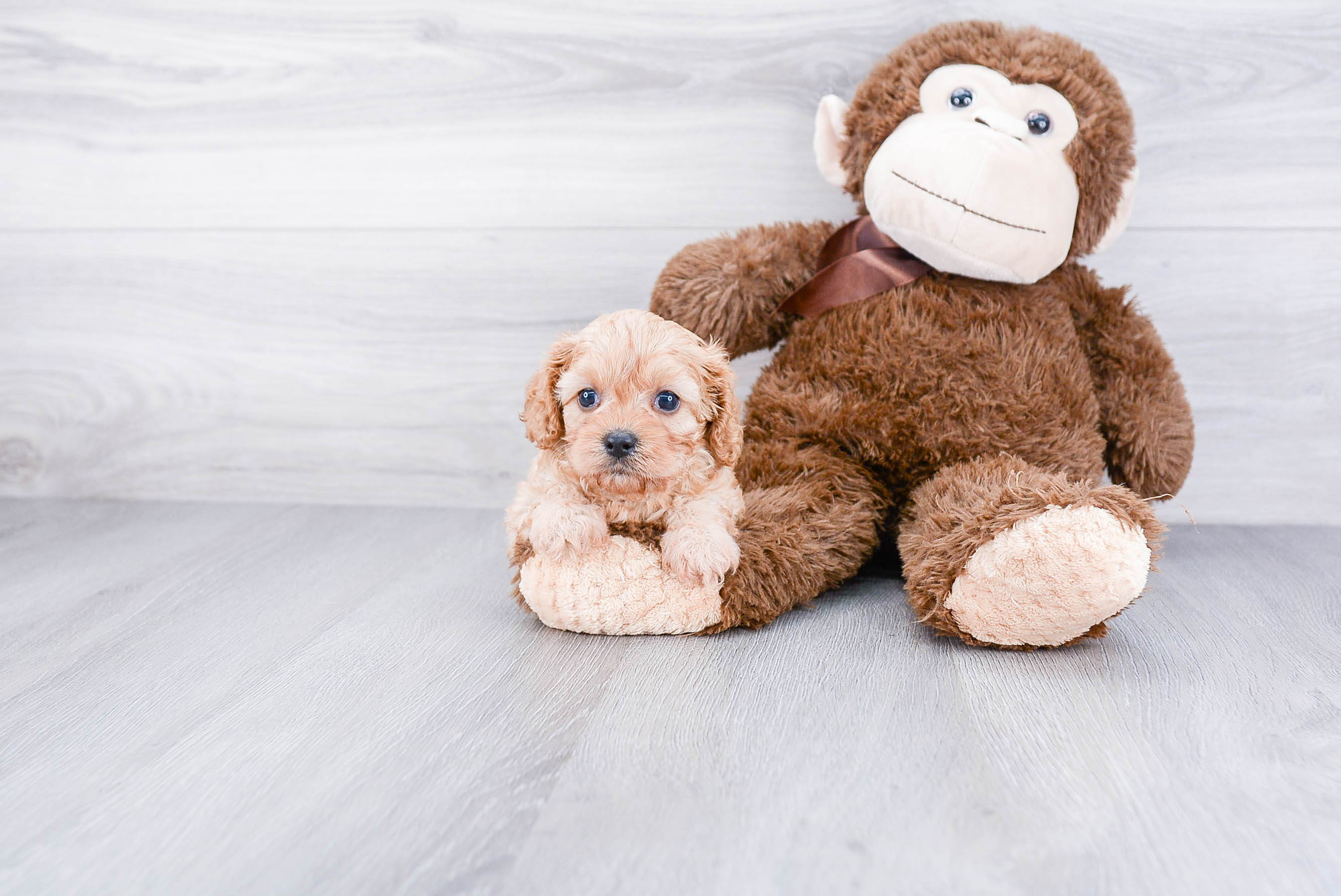 Cute Cavapoo Baby