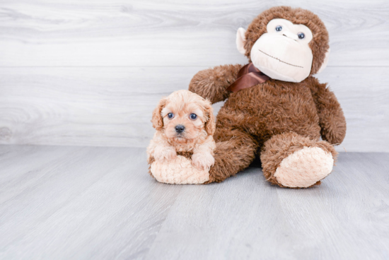 Cute Cavapoo Baby